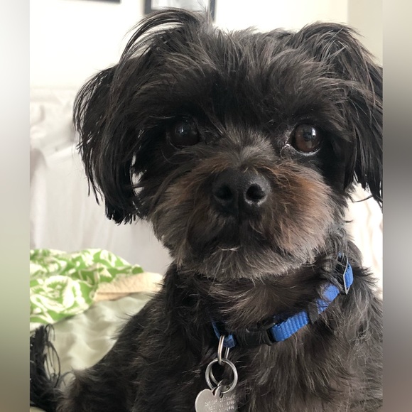 Hello friends🐕 just here to help my Mom sell her items😜 my name is Milo - Picture 1 of 1